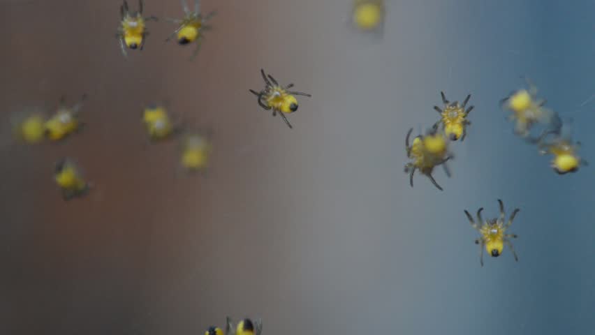 Footage Of A Lot Of Little Baby Spiders In A Spider Web