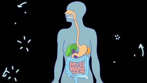 Digestive System Animation Stock Footage Video (100% Royalty-free) 27673249  | Shutterstock