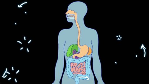 Digestive System Animation Stock Footage Video (100% Royalty-free) 27673249 | Shutterstock Digestive System Animation Stock Footage Video (100% Royalty-free) 27673249 | Shutterstock