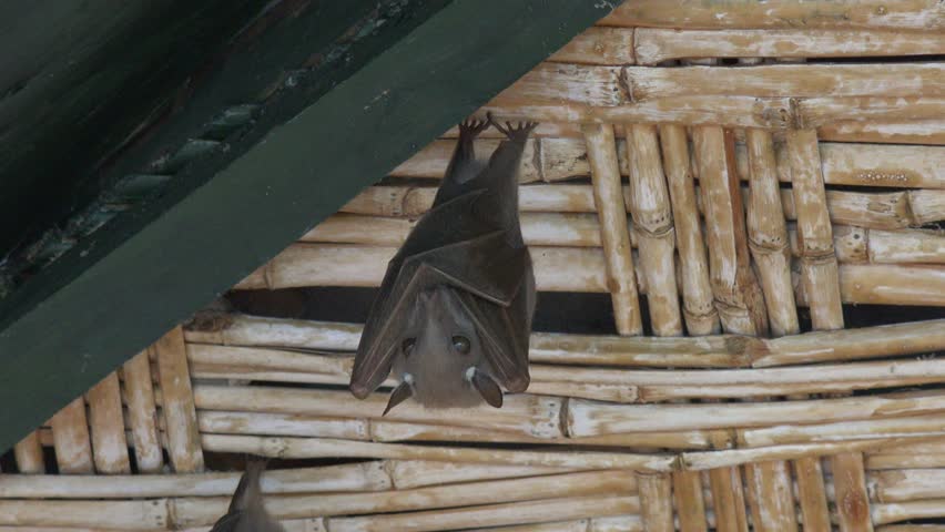 Bat Hanging From Ceiling And Stock Footage Video 100 Royalty Bat Hanging From Ceiling And Watching