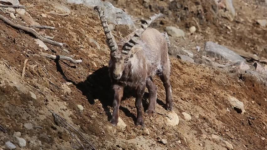 Header of Alpine Ibex