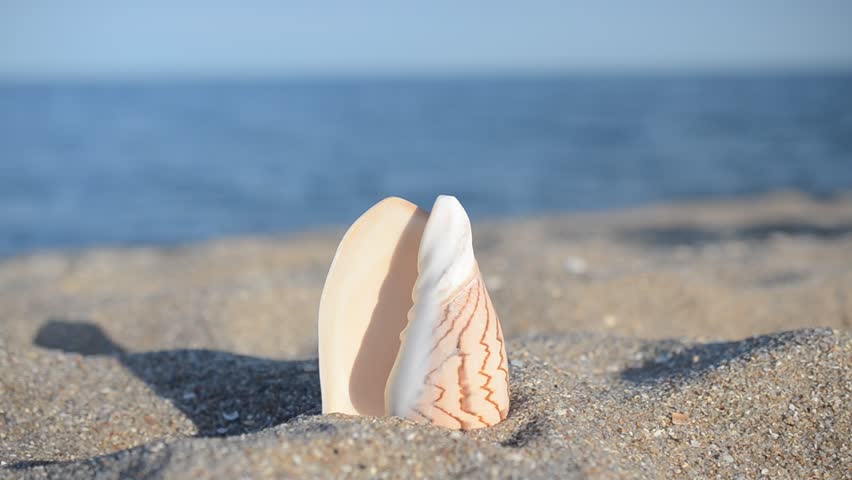 Header of cockleshell