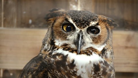 North American Barn Owl Stock Video Footage 4k And Hd Video