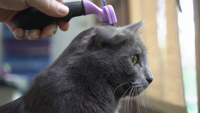 Brushing Cat With Short Hair Cat Deshedding Tool To Remove Shedding