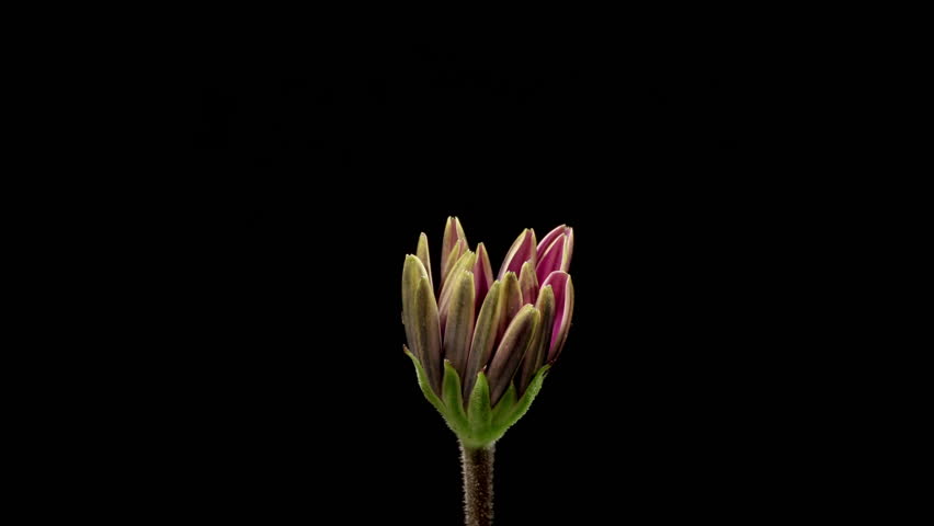 Header of African daisy