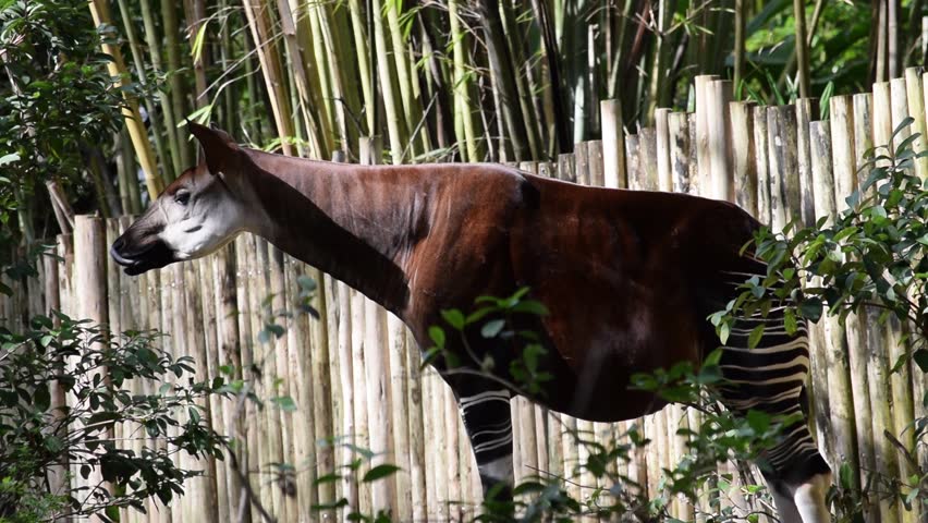 Header of okapi