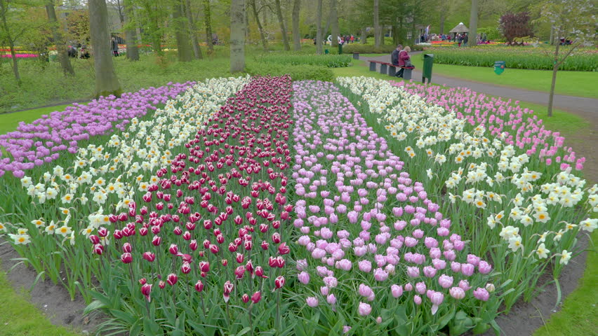 Tulips Farm Near The Creil Town. Beautiful Morning Scenery  