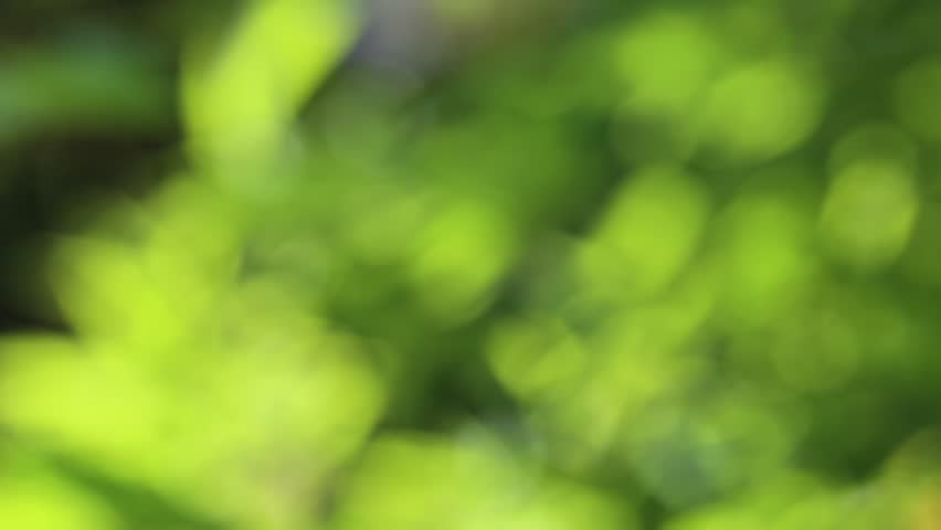 Green Nature Blur Background. Beautiful Stock Footage Video (100%