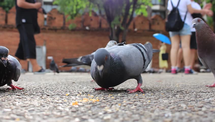 Pigeon walking around image - Free stock photo - Public Domain photo - CC0 Images