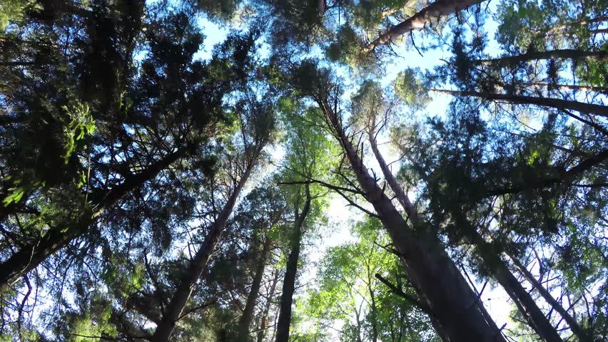 Header of tress