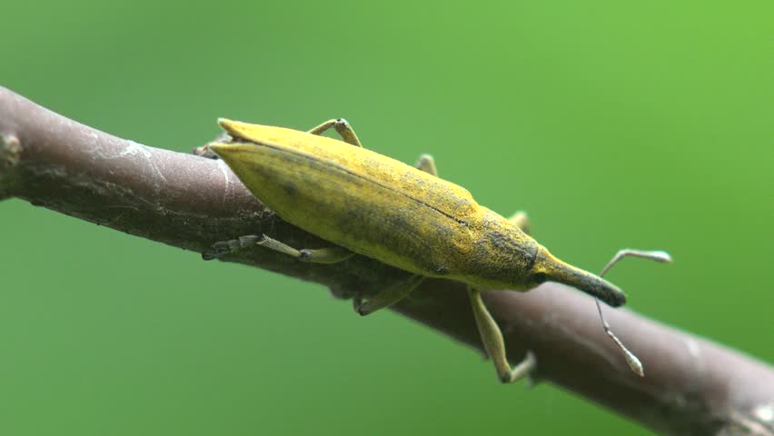 Header of curculio
