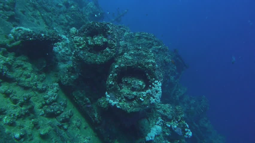 Coral Bleaching Occurs When Sea Surface Temperatures Rise Causing The ...