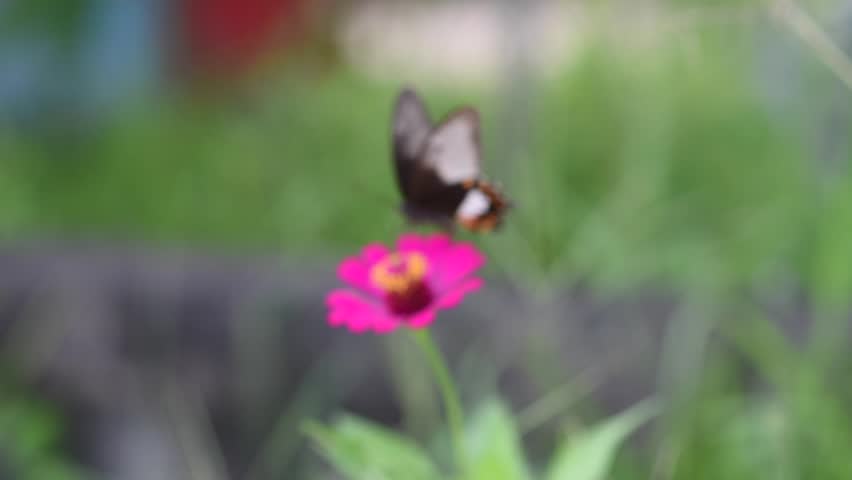 Header of zinnia