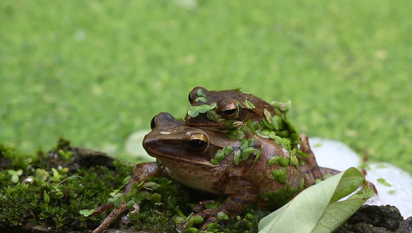 Слушать лягушка три. Итальянская жаба. Лягушка растет. Лягушки Италии. Виктория жаба.