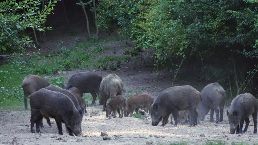 large-group-of-wild-hogs-stock-footage-video-100-royalty-free