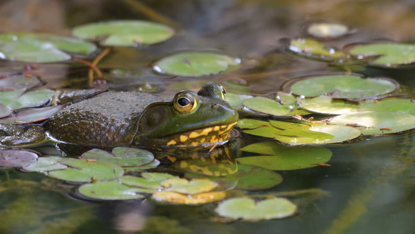 Frog In Pond Image Free Stock Photo Public Domain Photo CC0 Images   1 