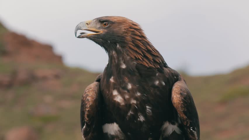Golden Eagle Sitting On A Stock Footage Video 100 Royalty Free 29874409 Shutterstock