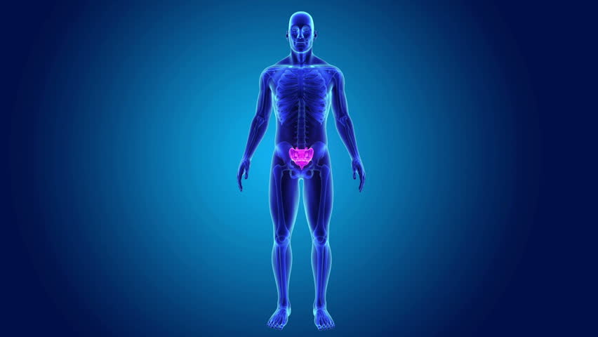 Header of sacrum