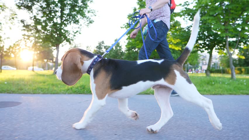 Image result for beagles dog, walking in the park
