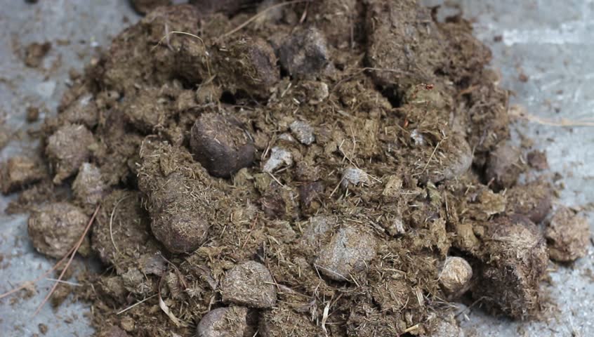 Image result for animal manure