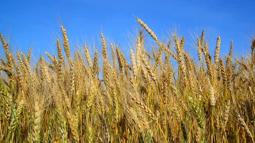 Rye Fields in Russia image - Free stock photo - Public Domain photo ...