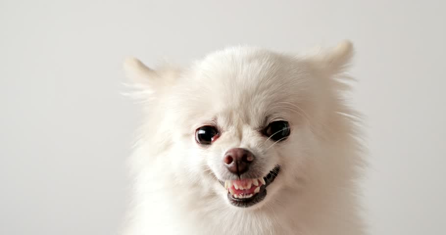 evil pomeranian