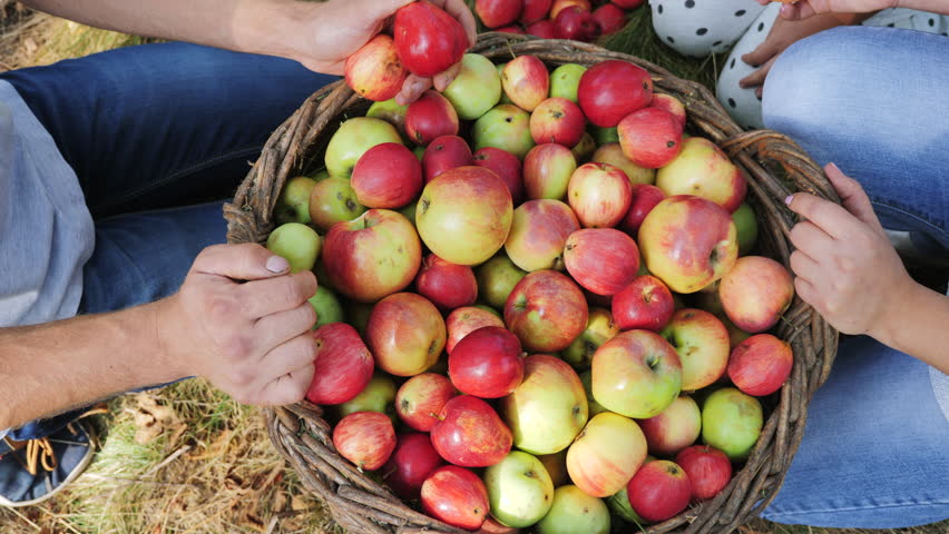 We are gathering apples in the garden