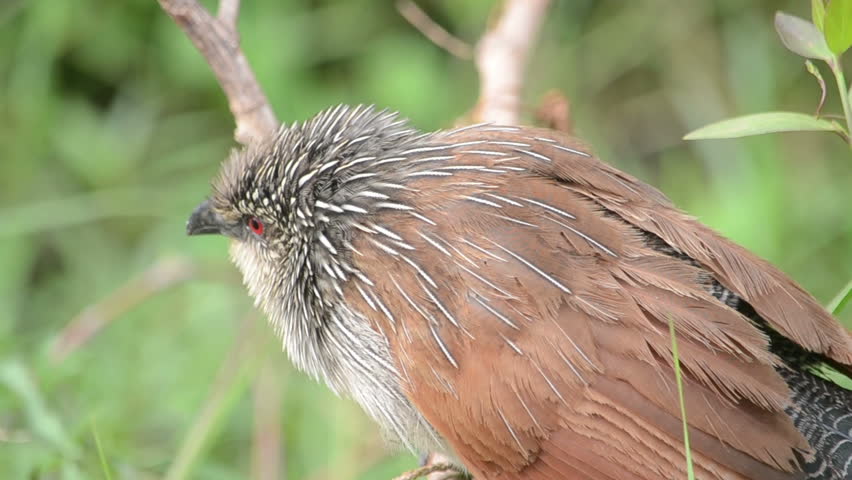 Header of coucal