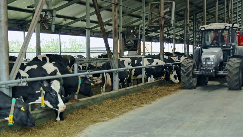 Tractor in Livestock Farm. Cow Stock Footage Video (100% Royalty-free ...