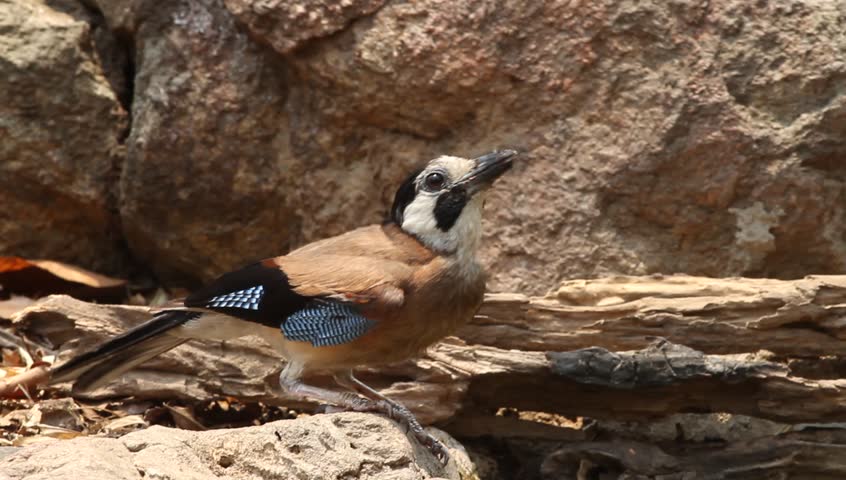 Header of Eurasian jay