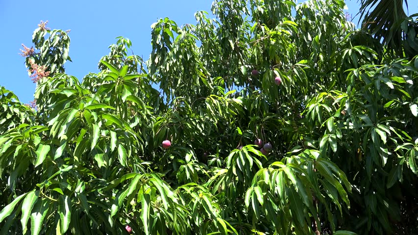 Mango Tree With Ripe Fruits In Farjado Stock Footage Video 3296435