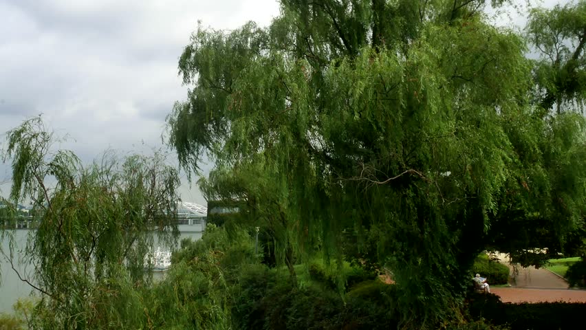 Header of willow
