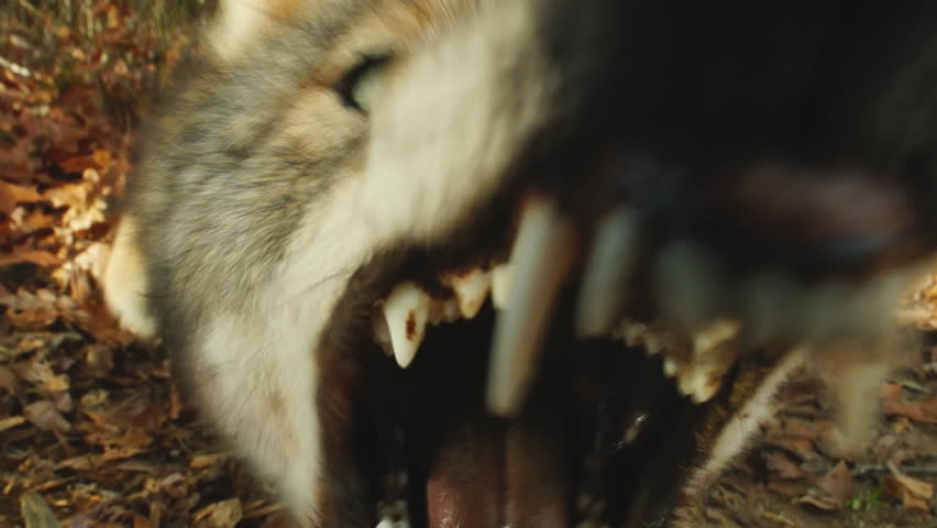  Coyote viciously attacks camera in Georgia, slow-motion, 1/2 natural speed