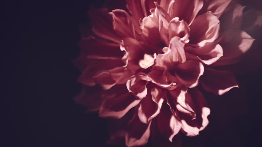 flower screensaver