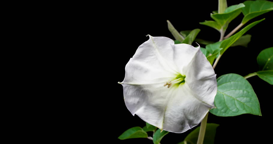 Header of stramonium