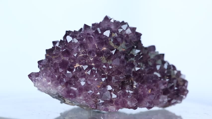 Header of specimen