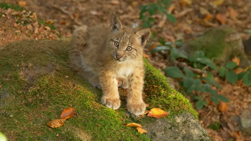 Дети Азии Рысенок Тихоня Купить