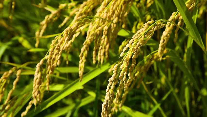 Stock Video Clip of ear of rice in noto peninsula rice | Shutterstock