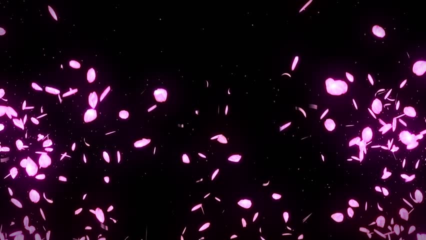 Cherry Blossom Petals Falling On Black Background, Loop Glitter ...