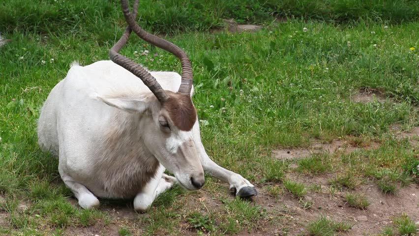 Header of Addax Nasomaculatus