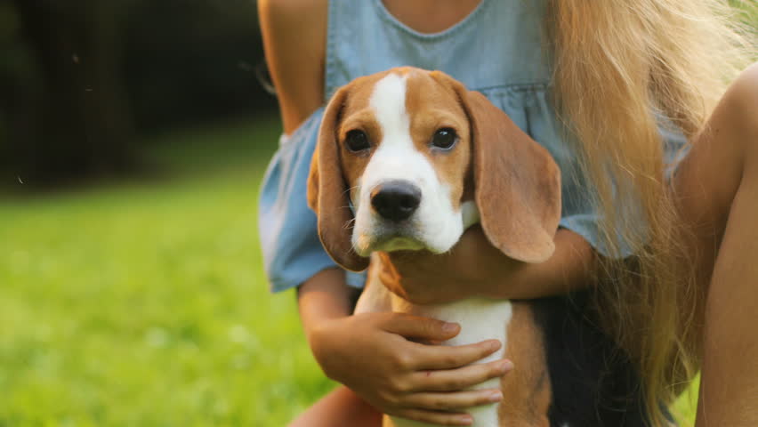 Image result for beagles dog,caressing