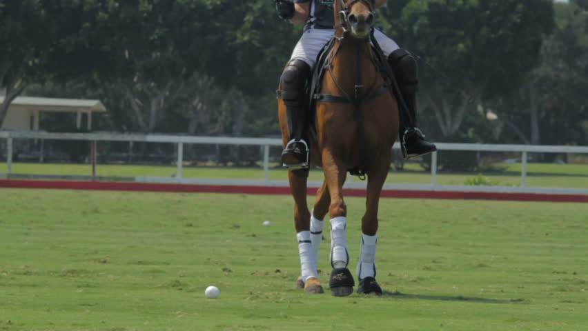 Header of Polo