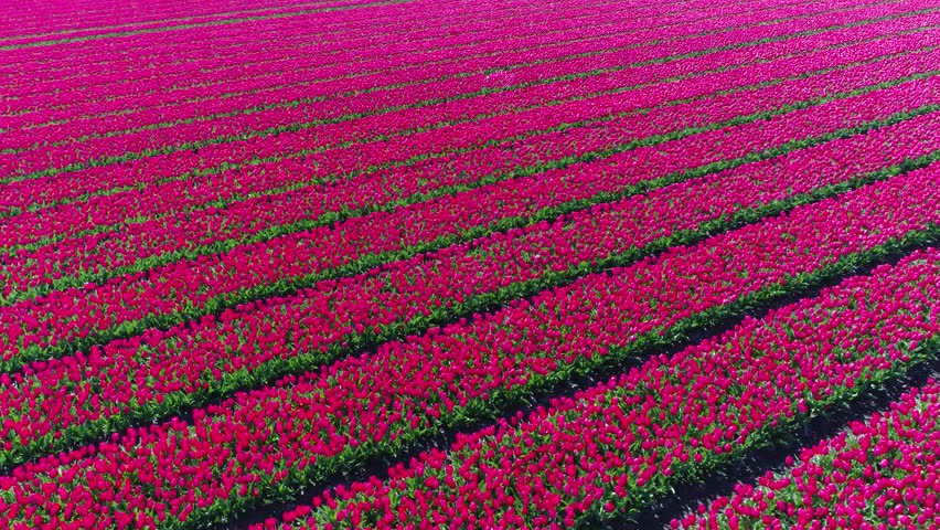 Our Time Lapse Photo Sequence Tulips Go >> 4k00 10aerial View Of Bright Pink Tulip Field Panning Slowly At Low Our Time Lapse Photo Sequence Tulips Go >> 4k00 10aerial View Of Bright Pink Tulip Field Panning Slowly At Low