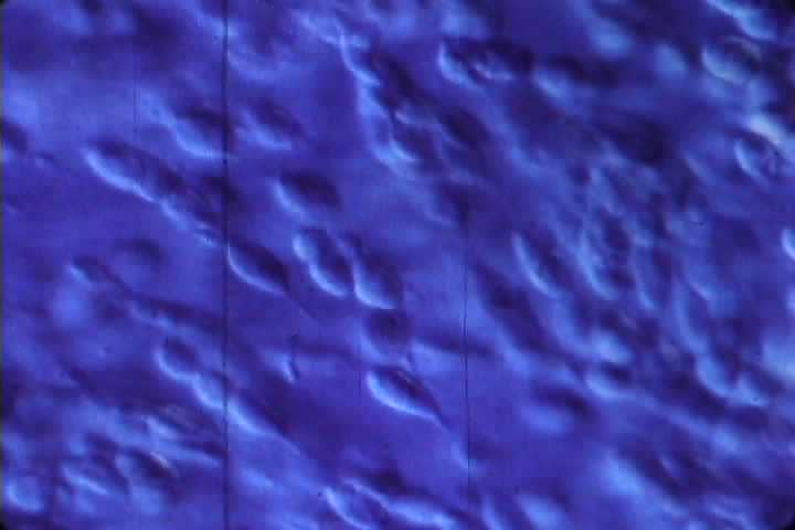 Header of gamete