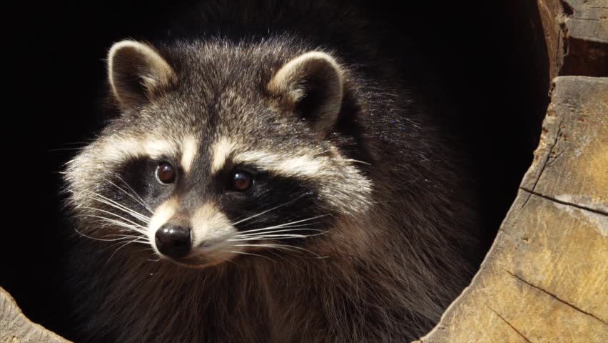 Racoon Stock Video Footage - 4K and HD Video Clips | Shutterstock