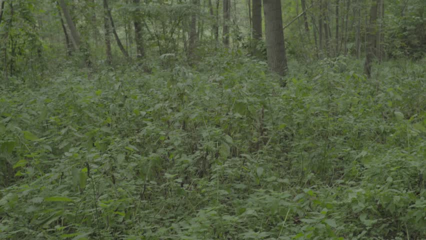 Header of survivor