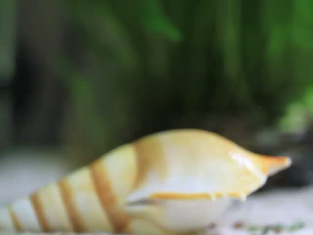 Header of guppy