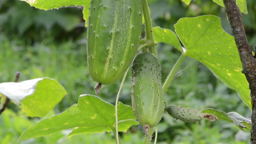 Stock Video Of Macro Of Green Natural Cucumber Vegetable 