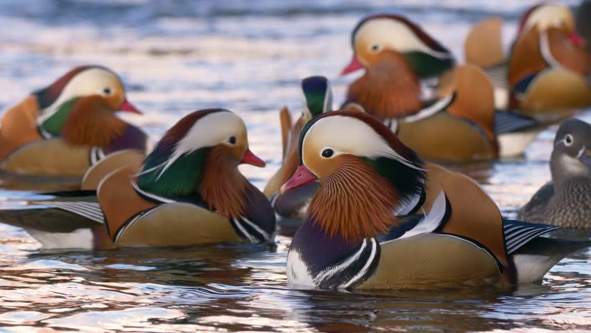 Header of Aix galericulata