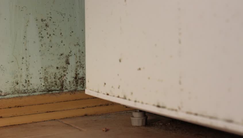 Mold In House Black Stock Footage Video 100 Royalty Free Mold In House Black On Walls